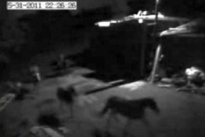 Yıldırım d&uuml;şt&uuml;, atlar işte b&ouml;yle ka&ccedil;tı