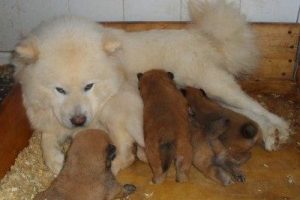K&ouml;pek &ccedil;iftliğinden 9 tane &ccedil;in aslanı &ccedil;aldılar