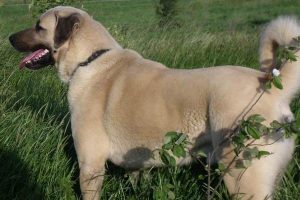 Kayıp k&ouml;pek tartışmasında 3 kişi canından oluyordu