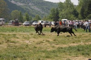 Bursa'da boğa g&uuml;reşleri nefes kesti