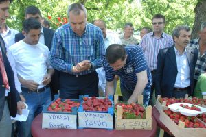 Orhangazi'de &ccedil;ilek festivali