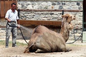 Bursa'da hayvanlar hortumla serinliyor - &Ouml;ZEL HABER