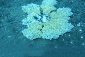 İşte Ege ve Akdeniz'deki ikinci b&uuml;y&uuml;k tehlike