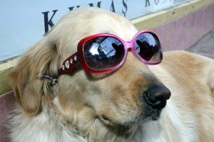 K&ouml;peğine g&uuml;neş g&ouml;zl&uuml;ğ&uuml; takan esnaf satışlarını artırdı