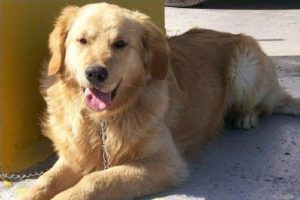 Sahibinin elindeki k&ouml;peğe &ccedil;arparak ka&ccedil;tı