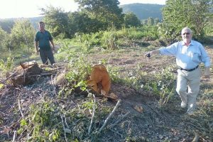 Mustafakemalpaşa'da 50 yıllık &ccedil;ınarları kestiler