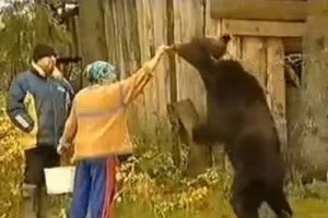 Ayının pen&ccedil;elerine aldığı kadın işte &ouml;yle kurtarıldı
