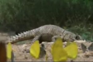 Yakalı İguana ve Domuz Burunlu Yılanın m&uuml;cadelesi