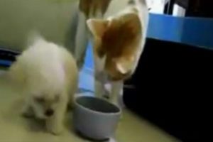 Yavru k&ouml;pek kediye b&ouml;yle kafa tuttu