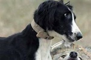 Mahkum k&ouml;peklerin g&uuml;neş ve su keyfi!