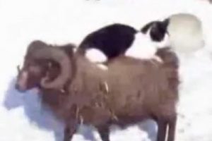 Uyanık kedi ko&ccedil;u kendine ara&ccedil; yaptı