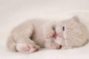 Havlayan kedi g&ouml;rd&uuml;n&uuml;z m&uuml;?