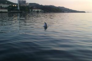 Yunuslar Gemlik'e geri d&ouml;nd&uuml;
