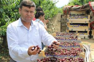 Kiraz &uuml;reticisinin y&uuml;z&uuml; g&uuml;l&uuml;yor