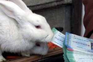 Milli Piyango &ccedil;ekildi