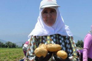 Patates bu sene Bursalı &ccedil;ift&ccedil;inin y&uuml;z&uuml;n&uuml; g&uuml;ld&uuml;rd&uuml;