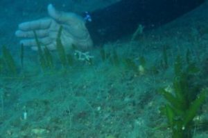 Katil yosun Akdeniz'e hızla yayılıyor