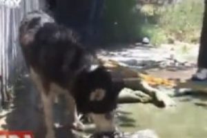 Anne k&ouml;pekten insanlık dersi
