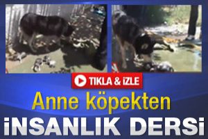 Anne k&ouml;pekten insanlık dersi