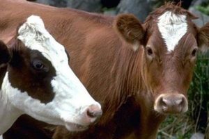 Kırmızı et T&uuml;rklere zarar vermez
