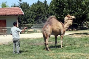 Sıcaklar hayvanat bah&ccedil;esini de vurdu