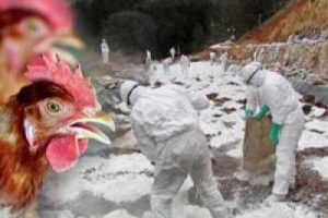 Kuş gribi 6 yıl sonra yeniden t&uuml;redi! Nerede kuş gribi var?