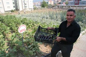10 trilyonluk arsada organik sebze yetiştiriyorlar