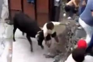 Boğaların intikamı acı oldu