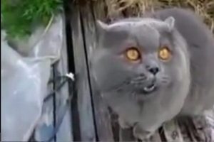Sahibiyle konuşan sinirli kedi