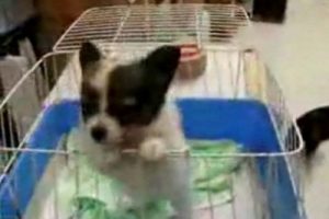 Bu k&ouml;pek &ouml;yle miyavlıyor ki, g&uuml;lmekten kırılacaksınız