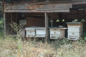 Arılar k&ouml;y&uuml; esir aldı, 6 kişi yaralandı