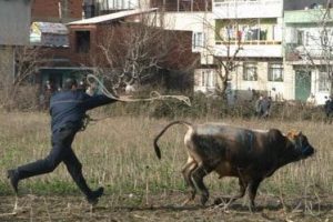 Yurdum insanının haberlik halleri