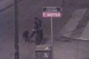 K&ouml;pek korkusu sonu oluyordu!