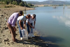 5 yılda 2 milyon balık yavrusu g&ouml;letlere bırakıldı