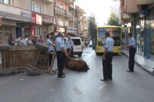 Yaralı atı bırakıp ka&ccedil;tılar