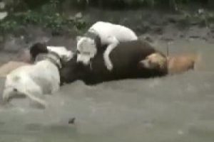 K&ouml;peklerin domuz avı