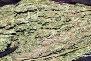 Ara&ccedil;tan Hint keneviri &ccedil;ıktı