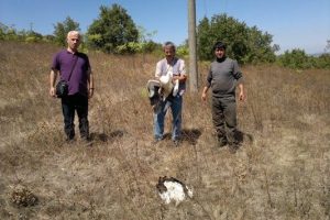 Yangınlar sadece ormanları yok etmiyor