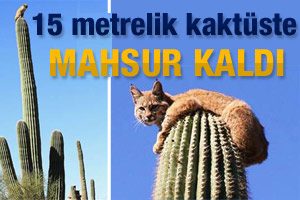 Yaramaz kedi 15 metrelik kakt&uuml;ste mahsur kaldı