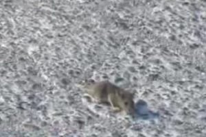 B&ouml;ylesi g&ouml;r&uuml;lmedi! Fareyi k&ouml;pek yaptı