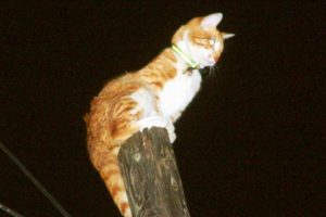 K&ouml;pek korkusundan direkte mahsur kaldı
