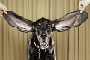 İşte d&uuml;nyanın en uzun kulaklı k&ouml;peği