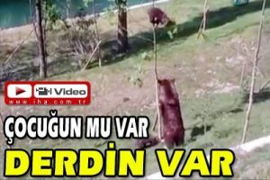 Anne ayı yavrusunu işte b&ouml;yle kurtardı
