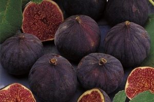 Zeytin &uuml;reticisine inciri koruyalım uyarısı!