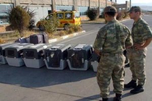 Sınıra k&ouml;pek sevkiyatı