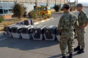 Sınıra k&ouml;pek sevkiyatı