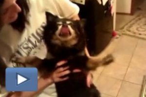 İnsan gibi konuşan korkun&ccedil; k&ouml;pek