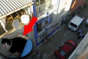İtfaiye gelmedi, 3. katta mahsur kalan kedi kaderine terk edildi - &Ouml;ZEL HABER