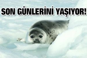 Kanada fok katliamına başlıyor