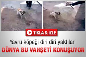 Yavru k&ouml;peği diri diri yaktılar